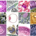 Histology collection videos 2021