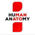 Human Anatomy l Медицина l Здоровье
