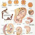 Embryology Videos & Books 2021