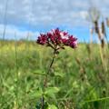 Wildkräuter und Heilpflanzen 🌱 Kräuter, Natur, Ernährung, Naturkosmetik und Garten