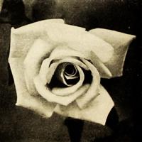 The White Rose